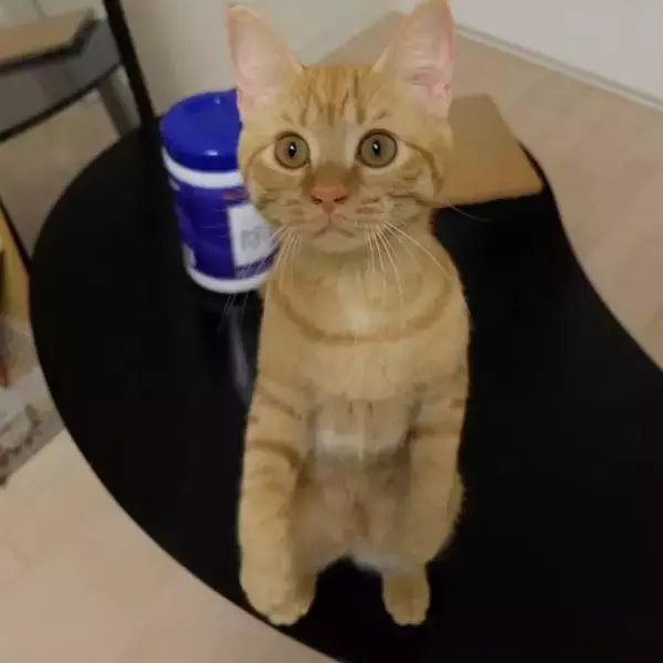 老人と 虎（猫）珍しい石 （美猫すぎてまぶしい…散歩で出会った 