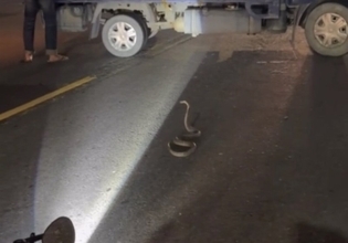 道路にコブラ　急ブレーキかけたバイクに後続のバイクが追突　2人軽傷／台湾