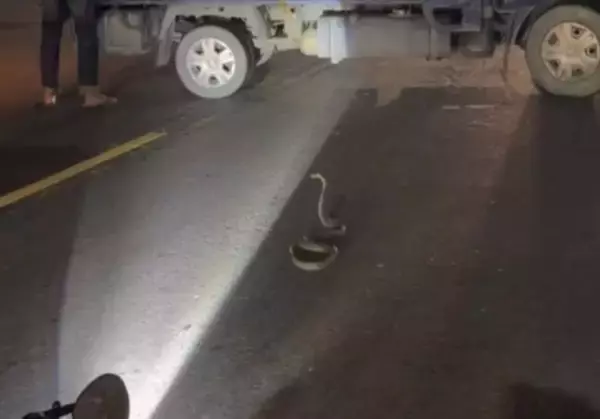 道路にコブラ　急ブレーキかけたバイクに後続のバイクが追突　2人軽傷／台湾