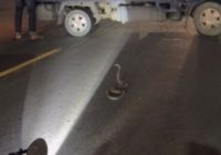 道路にコブラ　急ブレーキかけたバイクに後続のバイクが追突　2人軽傷／台湾