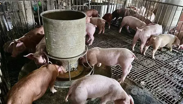 WOAH、台湾のアフリカ豚熱自己清浄国宣言を承認　申請から1カ月余りで