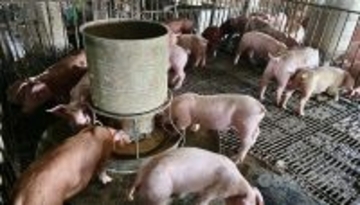 WOAH、台湾のアフリカ豚熱自己清浄国宣言を承認　申請から1カ月余りで