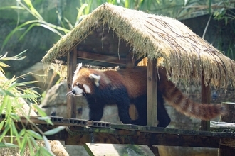 台北市立動物園、旭山動物園から来園のレッサーパンダ「茜茜」公開／台湾