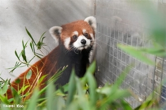 上海動物園のレッサーパンダ2頭　台北市立動物園に到着　動物交流の一環で／台湾