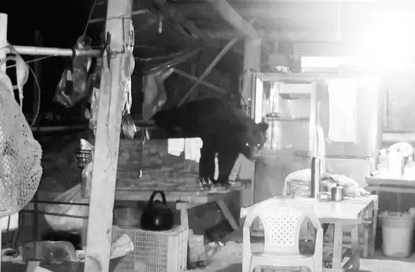 台湾・阿里山の作業小屋でクマの出没相次ぐ　住民や行楽客に注意呼びかけ