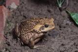 「外来種オオヒキガエル、3万5千匹から30匹に　台湾・南投県草屯　調査と駆除開始から5年」の画像1