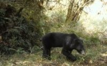 台湾北東部「棲蘭山」、自動カメラがタイワンツキノワグマ撮影　登山客に注意呼びかけ