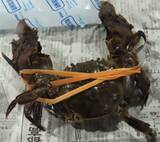 「日本のモクズガニから基準値超えるダイオキシン　水際検査で不合格／台湾」の画像1