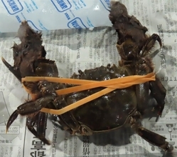日本のモクズガニから基準値超えるダイオキシン　水際検査で不合格／台湾