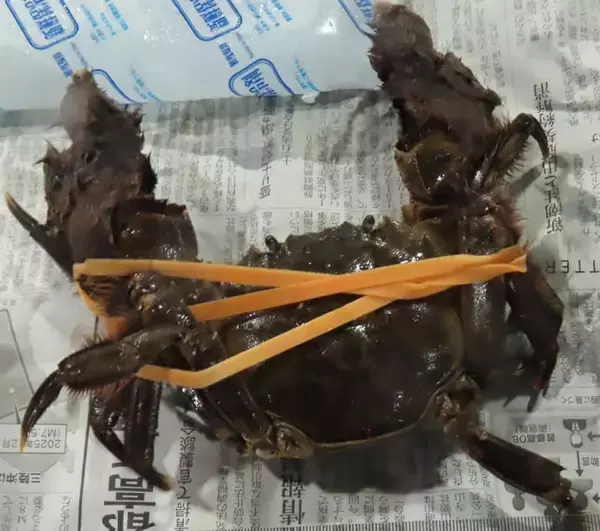 日本のモクズガニから基準値超えるダイオキシン　水際検査で不合格／台湾