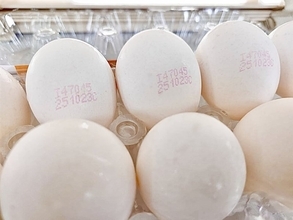 台中、高雄など9県市で流通の卵15万個を回収　残留農薬が基準値越え／台湾