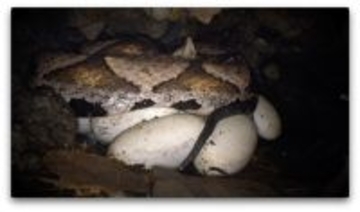 ヒャッポダが卵守る様子の記録に成功  林業署「ヘビ類にも倫理的な愛あった」／台湾