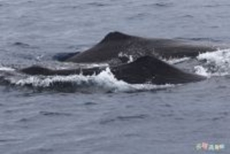 台湾・花蓮でマッコウクジラが姿見せる 例年より早い出現 16メートル超の個体も