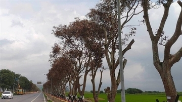 道路脇のマンゴーの木約200本が瀕死状態  農薬注入される／台湾・花蓮