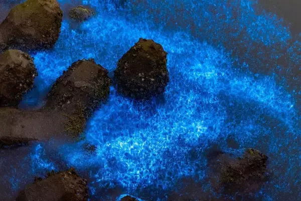 台南市の沿岸に幻想的な光景広がる　「青い涙」、行楽客を魅了／台湾