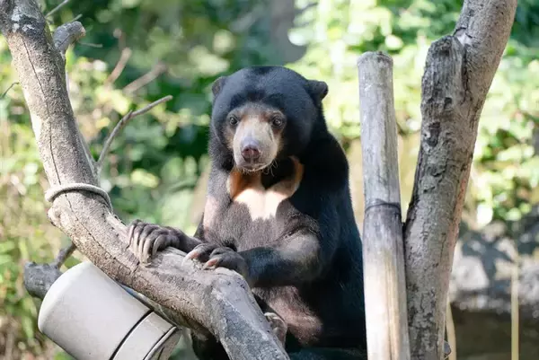 「台北市立動物園のマレーグマ、札幌市円山動物園に到着　協力覚書に基づき動物を交換／台湾」の画像
