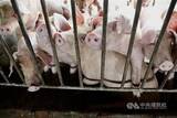 「台湾、国際獣疫事務局にアフリカ豚熱清浄国認定を申請　「防疫体制は安定」＝農業部」の画像1