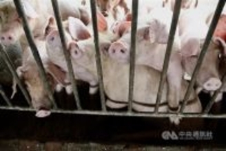 台湾、国際獣疫事務局にアフリカ豚熱清浄国認定を申請　「防疫体制は安定」＝農業部