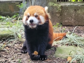 台北市立動物園のレッサーパンダ、日本で「お見合い」 繁殖に挑戦へ
