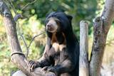 「台北市立動物園のマレーグマ2頭　札幌市円山動物園に寄贈へ　繁殖のため／台湾」の画像1