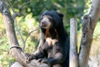 台北市立動物園のマレーグマ2頭　札幌市円山動物園に寄贈へ　繁殖のため／台湾