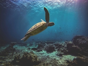 台湾の離島でウミガメをつかむ　海巡署、中国籍の男を逮捕　1年以下の懲役になる可能性も