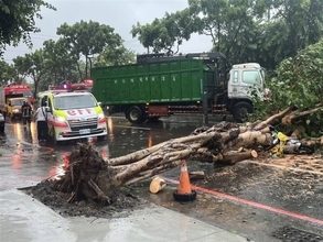 台風3号  倒木の下敷きになった女性1人死亡  全土で停電相次ぐ／台湾