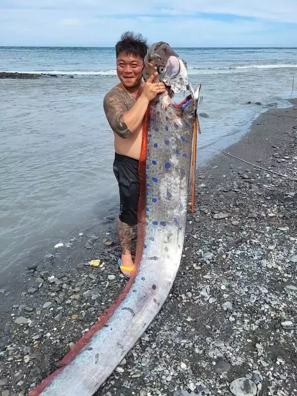 体長約6メートルのリュウグウノツカイ捕獲  専門家「珍しい」／台湾・台東