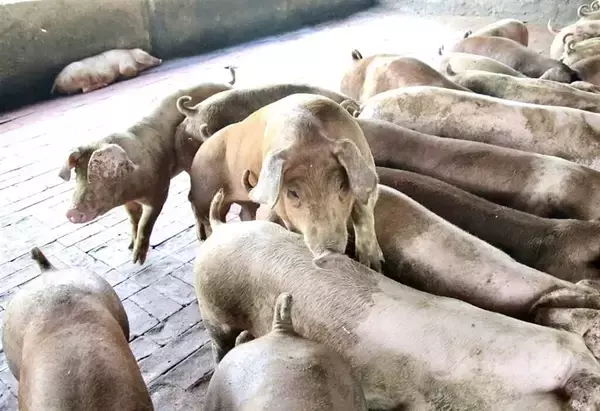 台湾、豚肉のフィリピン向け輸出を再開へ　5月14日から