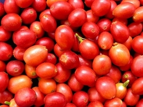 農業試験所、コーヒーの新品種発表　上質な風味と多用途性アピール／台湾