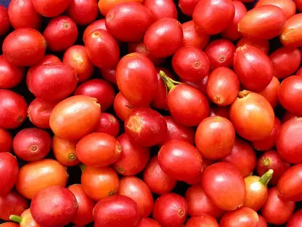 農業試験所、コーヒーの新品種発表　上質な風味と多用途性アピール／台湾