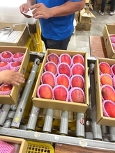 台湾産マンゴーとライチ、第1陣が英国に到着　低温輸送でおいしさを現地の消費者に