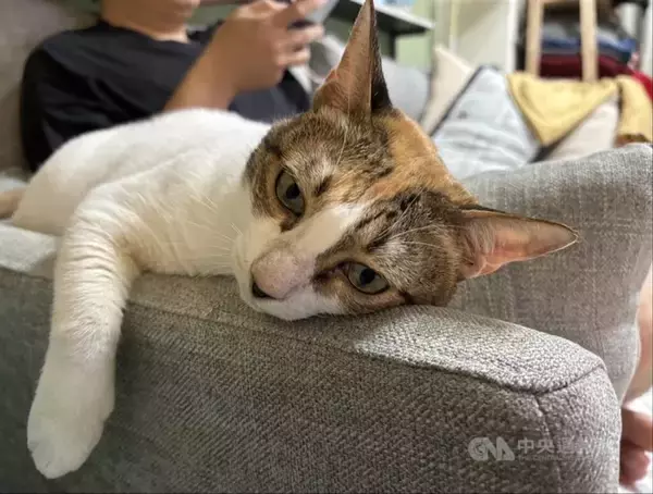 台湾、猫の飼育数174万匹に　犬を初めて上回る＝農業部