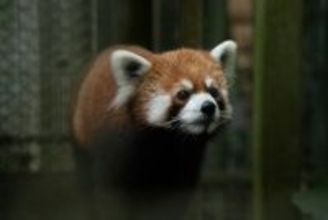 浜松生まれのレッサーパンダ  公開始まる  繁殖にも期待  台北市立動物園／台湾