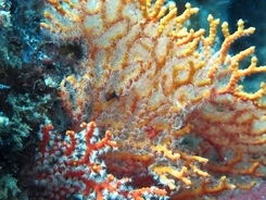 宝石サンゴの海底調査で新種2種発見＝台湾研究チーム