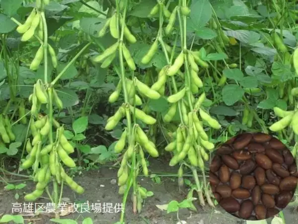 台湾産枝豆の新品種「香蜜」、日本に初輸出  お芋の香りが濃厚