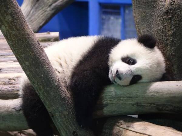 赤ちゃんパンダ すでに 電池切れ 一般公開で寝てばかり 台湾 14年1月8日 エキサイトニュース