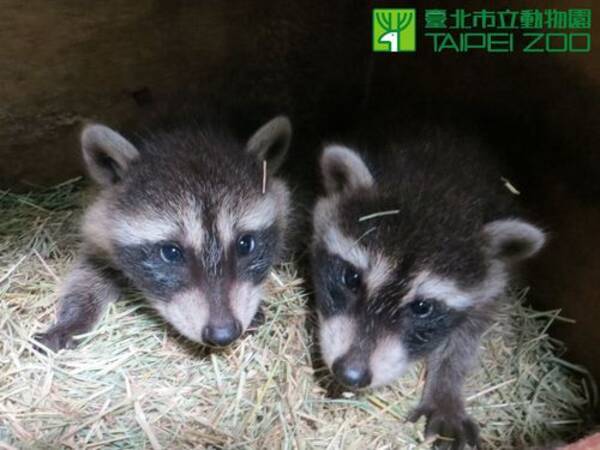 アライグマの双子の赤ちゃんにファン 早く見たい 台湾 14年5月14日 エキサイトニュース