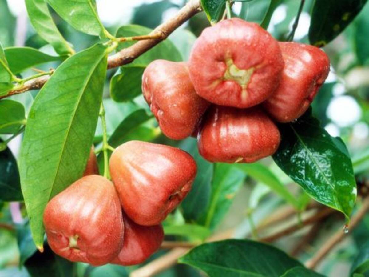 台湾 屏東県の早成レンブ 値段高めでも 購入ラッシュ 14年11月24日 エキサイトニュース