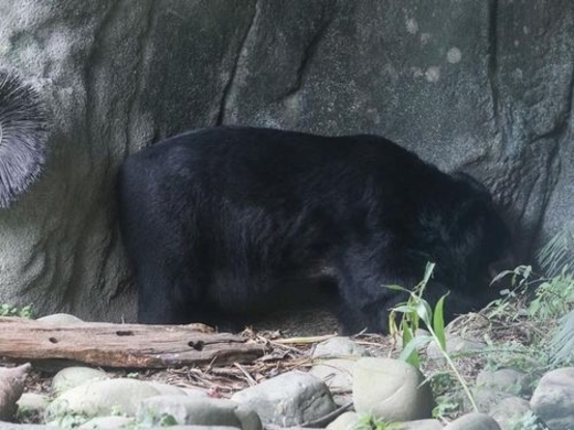 自撮り目的で防護壁に登りジャガーに襲われた女性 動物園に 安全策の考慮を と発言 米 19年3月15日 エキサイトニュース