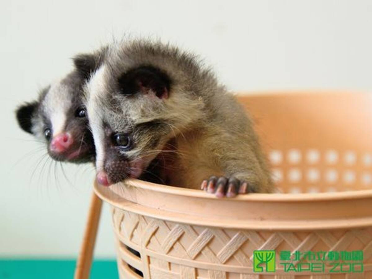 台北市動物園 ハクビシンの赤ちゃん2匹を保護 15年9月25日 エキサイトニュース