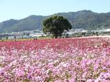 「台湾・台中に花のじゅうたん  30ヘクタールが一面の花畑に」の画像1