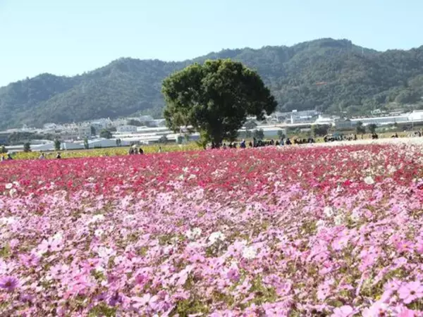 台湾・台中に花のじゅうたん  30ヘクタールが一面の花畑に