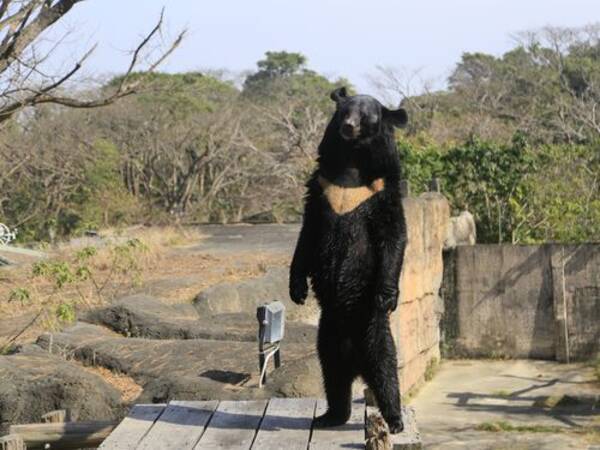 高雄市動物園の 直立 する熊 注目の的に 専門家は 異常 指摘 台湾 16年3月5日 エキサイトニュース