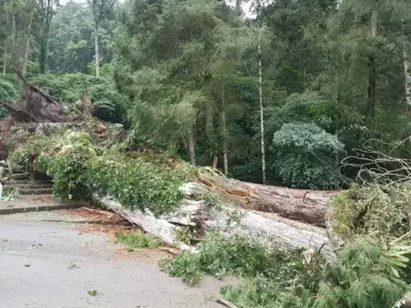 樹齢2800年の神木倒れる  台湾・渓頭の重要スポット＝3人負傷