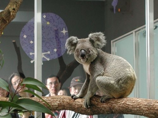動物園で45年間人気no 1は キツネ女 の見世物小屋 その芸人魂が話題に パキスタン 14年6月28日 エキサイトニュース