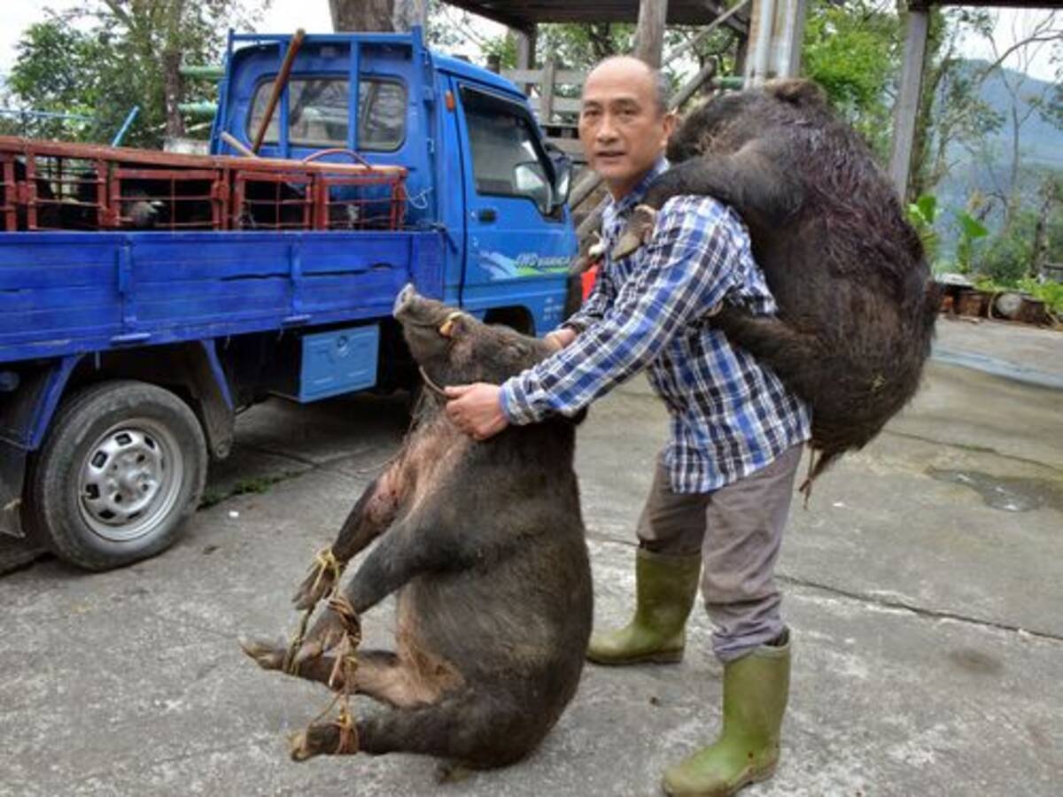 先住民の男性 単独で巨大イノシシ2頭捕獲 台湾 17年3月16日 エキサイトニュース