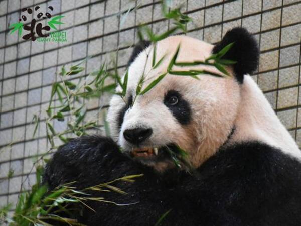 銀歯がキラリ パンダに歯のかぶせ物 世界初 台湾 台北市立動物園 18年12月25日 エキサイトニュース
