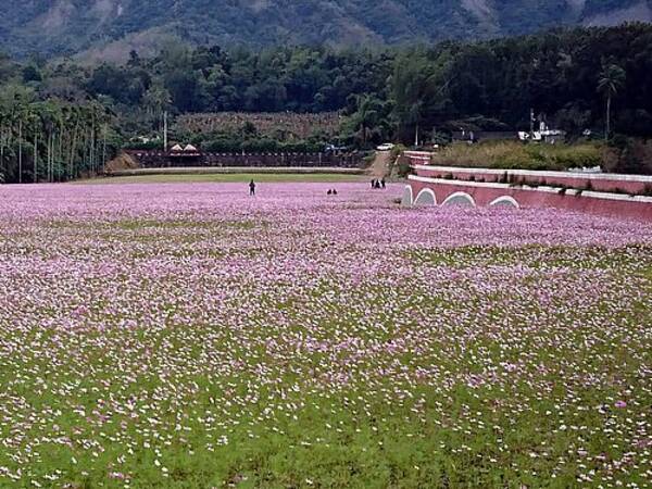 コスモスの花畑 風景を華やかに 旧正月過ぎまでが見頃 台湾 台東 19年1月31日 エキサイトニュース