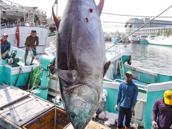 台湾 屏東の初マグロ キロ単価3万円超 過去最高を更新 19年4月21日 エキサイトニュース